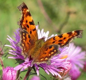 bericht-2015-schmetterling-kl